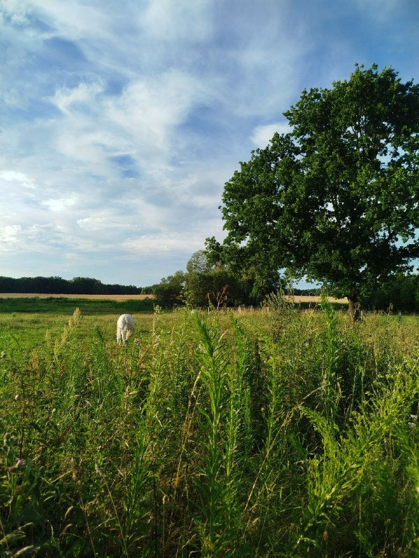 Yoga auf der Weide