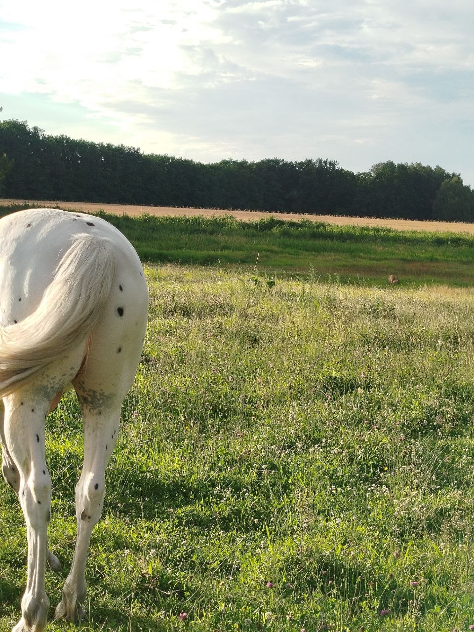 Yoga auf der Weide